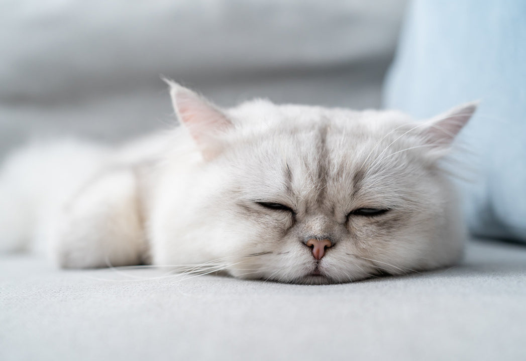 Warum sehen Ihre Katzen verschlafen aus? - Erfahren Sie mehr über Lethargie bei Katzen