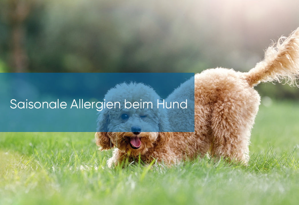 Saisonale Allergien beim Hund