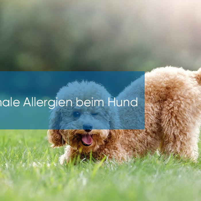 Saisonale Allergien beim Hund