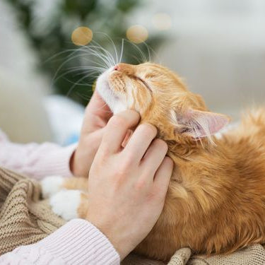 Saisonale Allergien bei Katzen verstehen und bewältigen