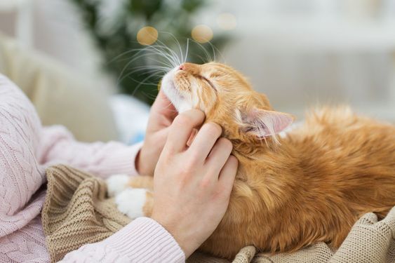 Saisonale Allergien bei Katzen verstehen und bewältigen
